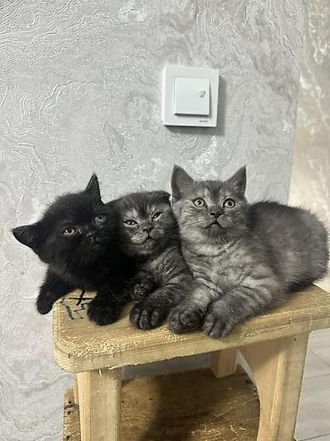 отец: Котята окраса дым/чёрный. - Возраст: 1,5 месяца. -Отец - британец — 1