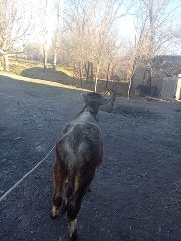 дойних коров: Продаю | Тёлка | Для разведения | Нетель — 11