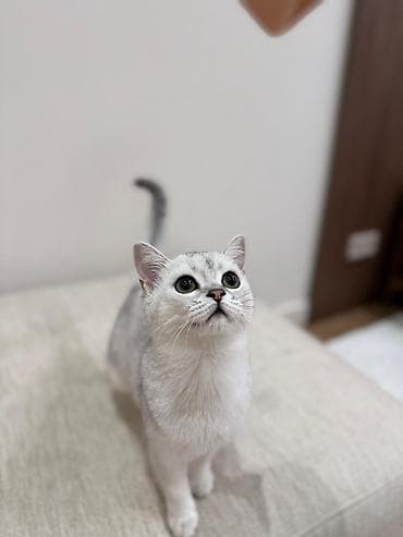 стрижка овес: Продается котёнок 6 месяцев Британская короткошёрстная кошка, окрас — 5