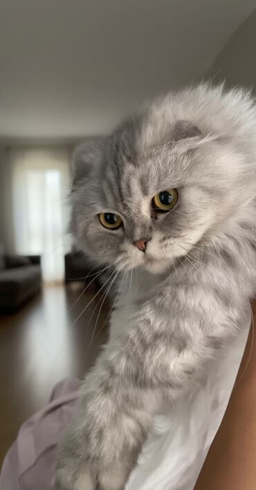 голая кошка сфинкс цена: Скотиш Фолд (Шотландская вислоухая), 1 год, Мальчик, Серый, Приучена к лотку — 1