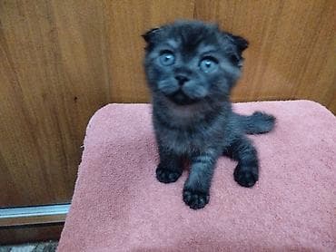 Кошки: Котёнок с короткими вислыми ушками и выразительными голубыми — 1