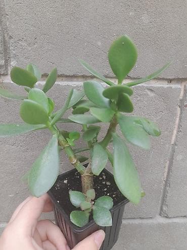 green leaf: Толстянка (денежное дерево) в горшочке - Суккулент с мясистыми — 2