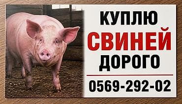 Животные: Услуга: скупка свиней. Описание: - Принимаем свиней — частных и — 1