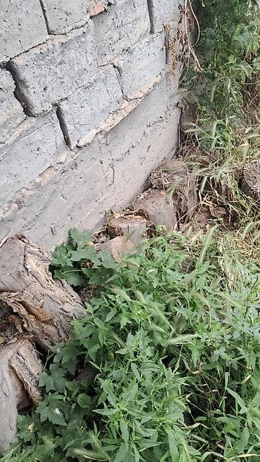 дрова купить бишкек: Дрова Самовывоз — 4