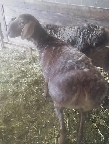 Продаю | Овца (самка) | Для разведения | Матка — 3