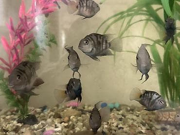 арыба kg: Отдам рыбок даром!! Забрать сегодня, 11 шт — 1