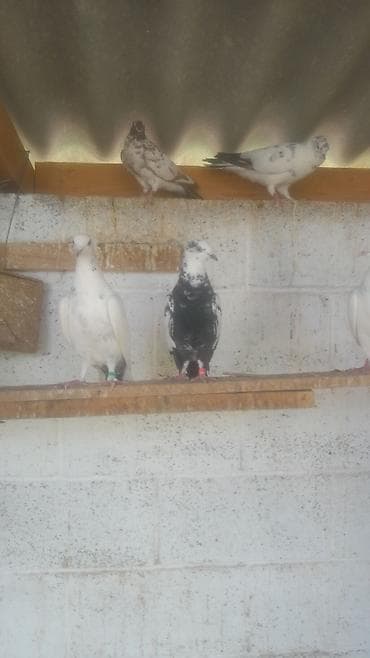 куплю бакинских голубей: Голуби декоративные/лётные, разноокрашенные. Описание: - Породы и — 3