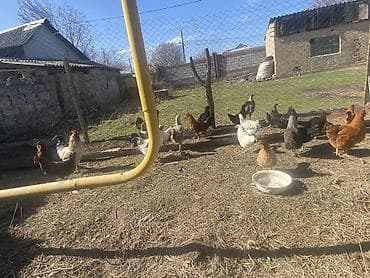 яйца инкубатор: Продаю | Куры | Домашняя | Для разведения — 5