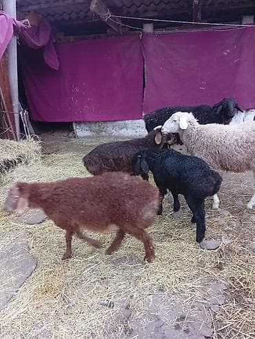 меренос кой: Продаю | Овца (самка) | Полукровка | Для разведения | Матка — 3