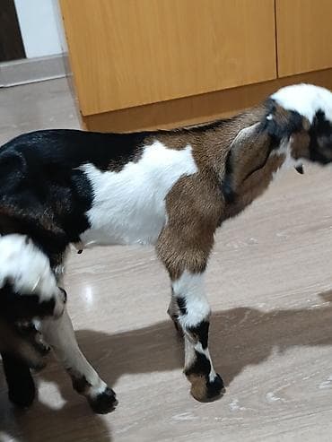 утки токмок: Продаю | Козлёнок | Нубийская | Для разведения | Племенные — 3