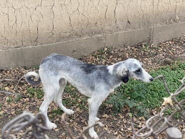 Продажа собак: Тайган, 7 месяцев, Самка, С прививкой — 1