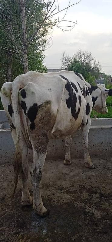 Продам с/х животных: Продаю | Корова (самка) | Голштин | Для молока | Привязанные — 3