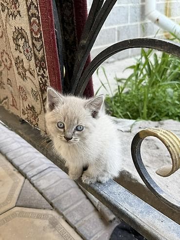 кошка домашняя: Котята, примерно 2-3 месяца. На выбор несколько окрасов: - — 1