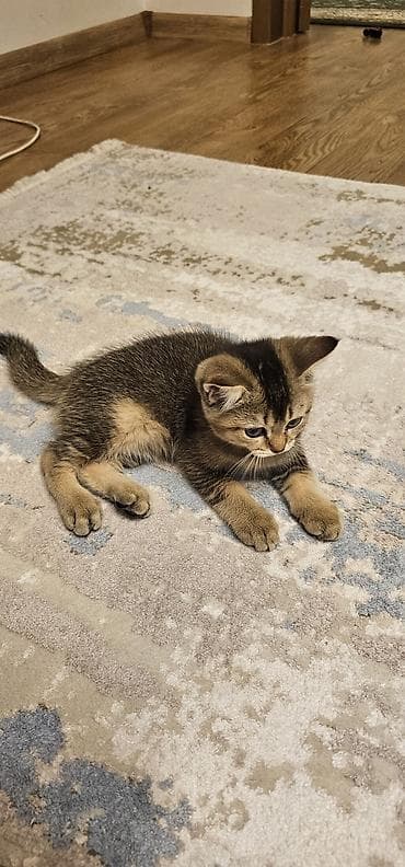 купить манчкина: 3 месяца, Мальчик, Приучена к лотку — 2