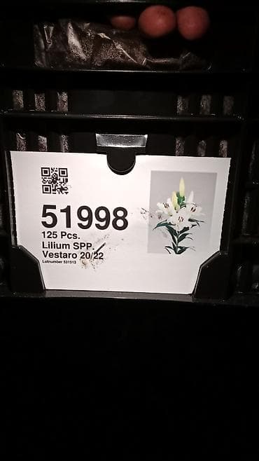 оптом кийимдер: Луковицы лилий (Lilium spp.) — профессиональные сортовые партии — 2