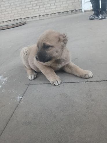продаю токмок: Щенок, Алабай порядочный средний/крупный тип. Окрас палевый с темной — 2