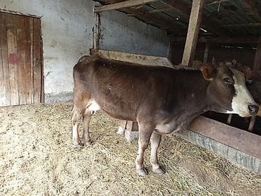 купить карова: Продаю | Корова (самка) | Для молока | После отела — 3