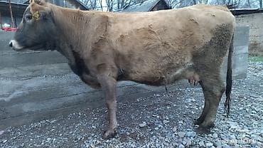 срочно продам корову: Продаю | Корова (самка) — 7