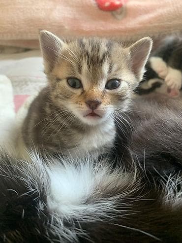 сингапурская кошка: 1 месяц, Мальчик, Приучена к лотку — 4