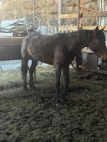 арабский скакун купить: Продаю | Кобыла (самка) | Рабочий — 2