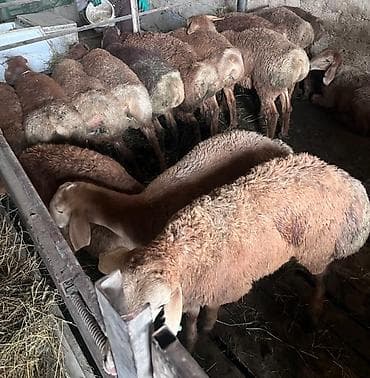 animal pack: Продаю | Баран (самец) — 4