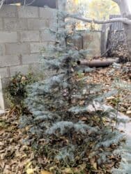 дерево береза: Голубые ели — +12 лет, пышные, крепкие, с доставкой под ключ! Продаю — 3