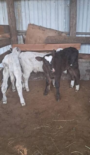 дойный коров: Продаю | Бык (самец) — 1