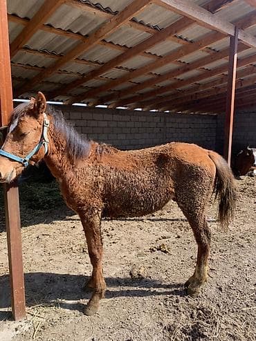 обувь мюли: Продаю | Жеребенок | Полукровка | Для разведения | Племенные — 5