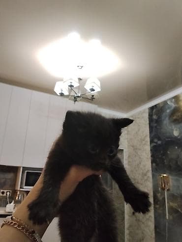 милые котята: Котята, помет домашней кошки. - Возраст: примерно 1–1,5 месяца (по — 4