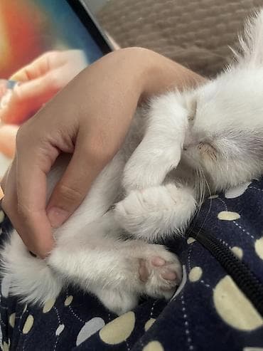 scottish fold: Белоснежный котёнок с красивыми карими глазами. Ходит только в лоток — 1