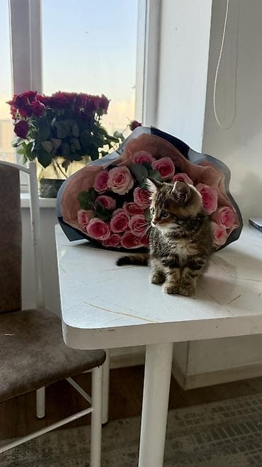 Скотиш Страйт (Шотландская прямоухая), 2 месяца, Девочка, Приучена к лотку, Проглистована, С документами