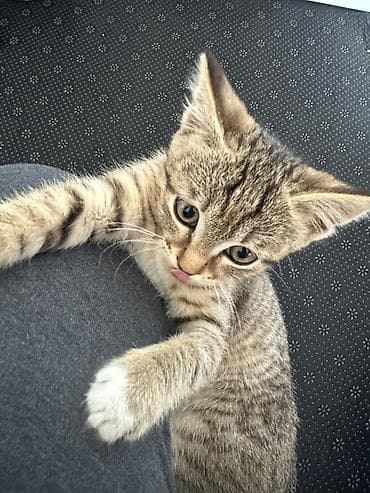 котята отдам: Котёнок короткошёрстный, тигровый окрас (мраморно-полосатый табби) — 1