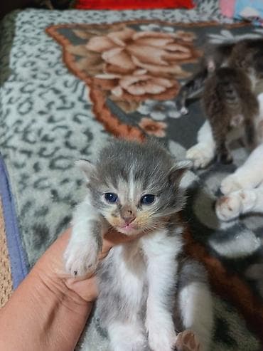 животные кошка: Котята вместе с мамами, 2 кошки молодые и 8 котят. - Помёт — 9