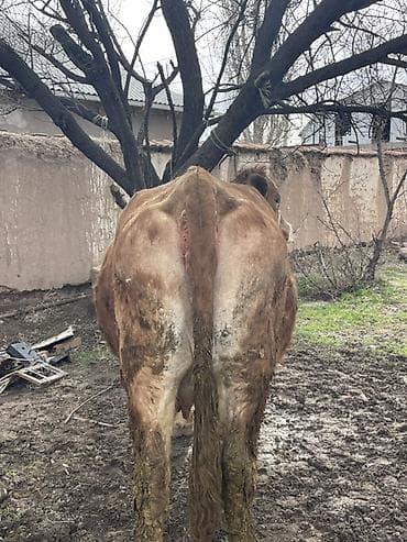 А/ч жаныбарларын сатам: Сатам | Уй (ургаачы) | Аргын | Сүт алуу үчүн | Байланган — 6