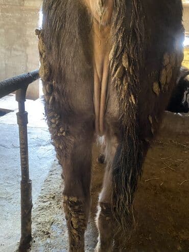 карова талас: Продаю | Корова (самка) | Для разведения, Для молока — 3
