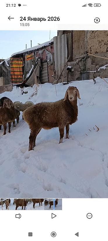 ат баши: Продаю | Баран (самец) | Гиссарская | Для разведения | Племенные — 3