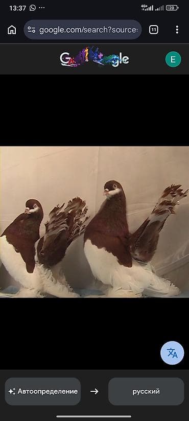 купить живого орла: Куплю статных ленточных голубей — 1