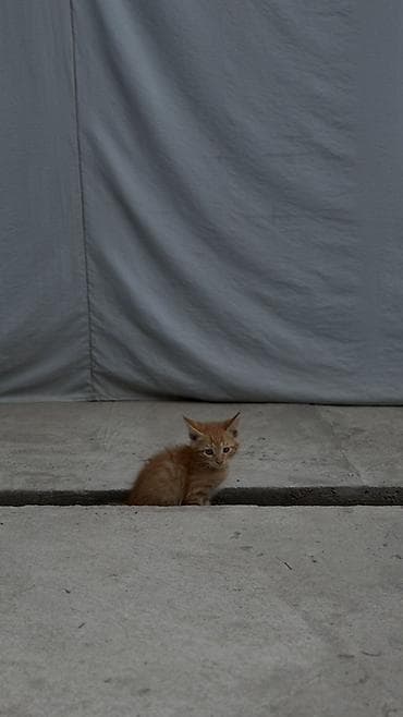 мыши: Котята рыжего и кремового окраса - Порода: домашние короткошерстные — 5