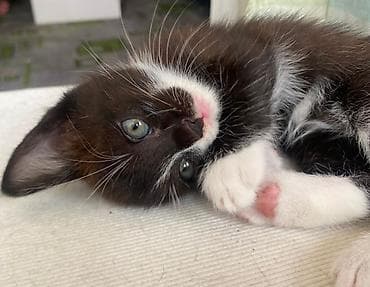 Үй жаныбарлары: Котята Тайские,3 мальчика и 1 девочка. На последней фотке мама котят — 5