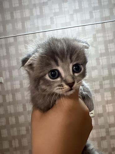 Животные: Котята, домашнее выращивание. ОТДАМ В ХОРОШИЕ РУКИ СРОЧНО ‼️ - — 4