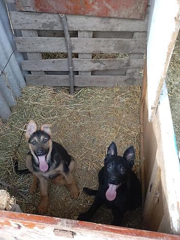 охотичный собака: Авчарка кучуктор 3-жарым ай болду прививкаланган 2-ургачы Кучук калды — 3