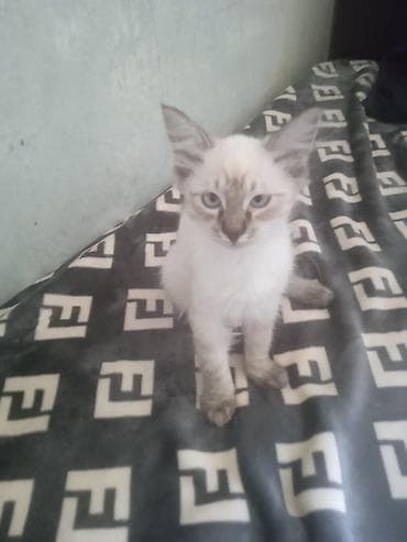 бесплатно кошка: Отдам хороший руки 2 месячных котят девочки и 3 месячного мальчика — 5