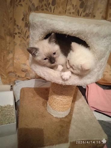 сиамские коты цена: Продаю котята сиамские мальчик и девочка 5 недель .только начинают — 3