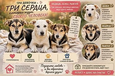 питомники для собак: Дворняжка, 5 месяцев, Самка, С прививкой — 1