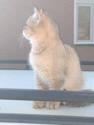 собака корги: Скотиш Страйт (Шотландская прямоухая), 2 месяца, Девочка — 10