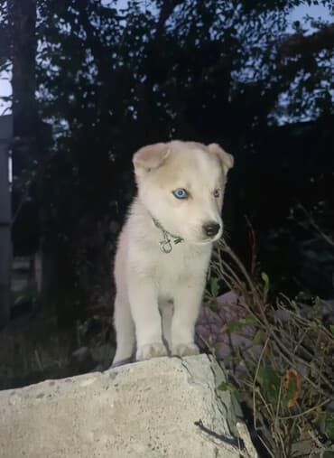 кошачий питомник в бишкеке: Хаски, 3 месяца, Самка, С прививкой — 1