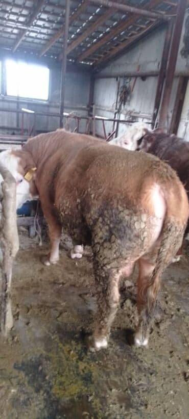 автоматический шприц для животных: Продаю | Бык (самец) | На забой, Для разведения — 3