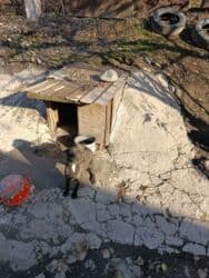 Собака даром: 9 месяцев, Самка