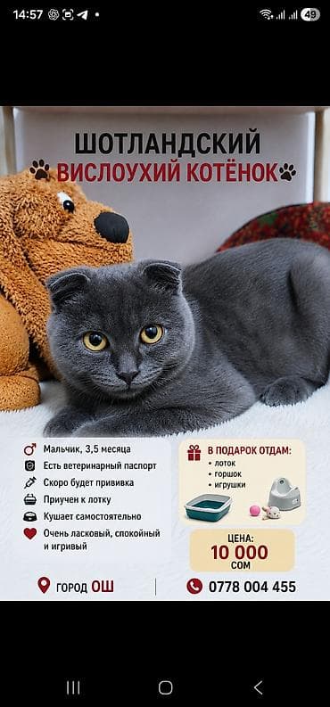 кой рамановский: Скотиш Фолд (Шотландская вислоухая), 3 месяца, Мальчик, Серый, Приучена к лотку — 2