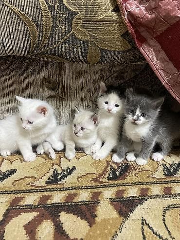 Животные: Отдам котят в хорошие и заботливые руки! Малыши здоровые, активные — 2